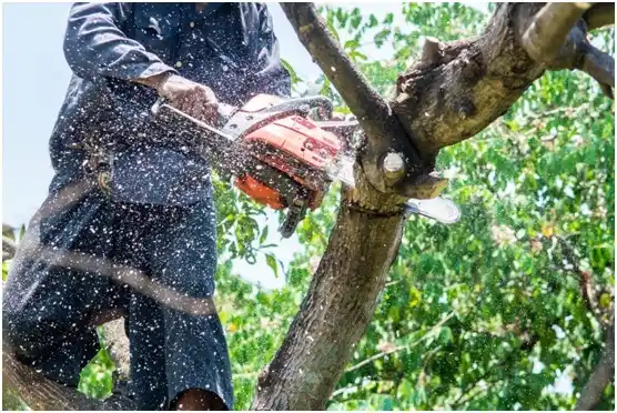 tree services Lydia